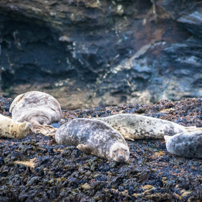 St Ives Seals