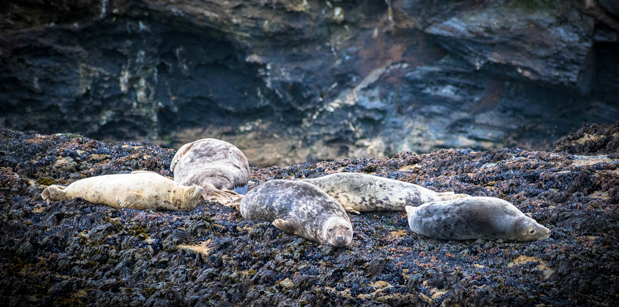St Ives Seals