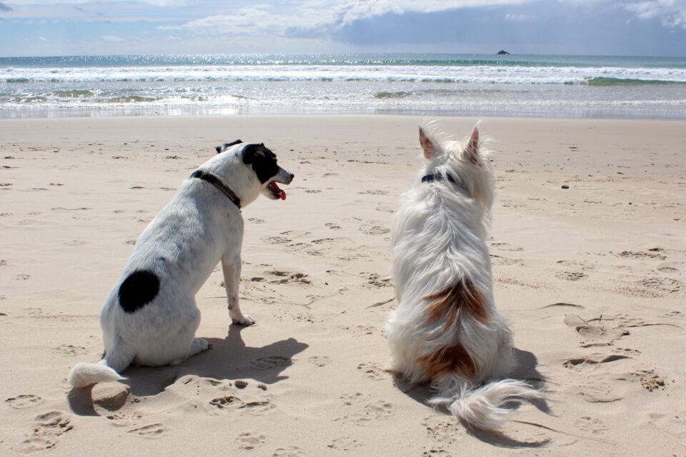 Dog Friendly Beach